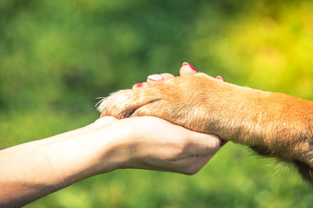Stop Animal Cruelty: How Small Actions Can Make a Big Difference